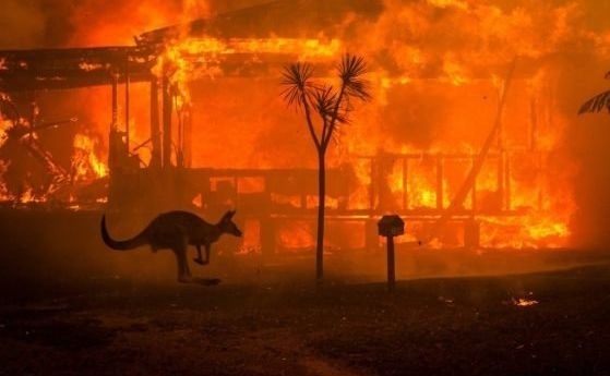 Близо 3 милиарда животни са пострадали от пожарите в Австралия